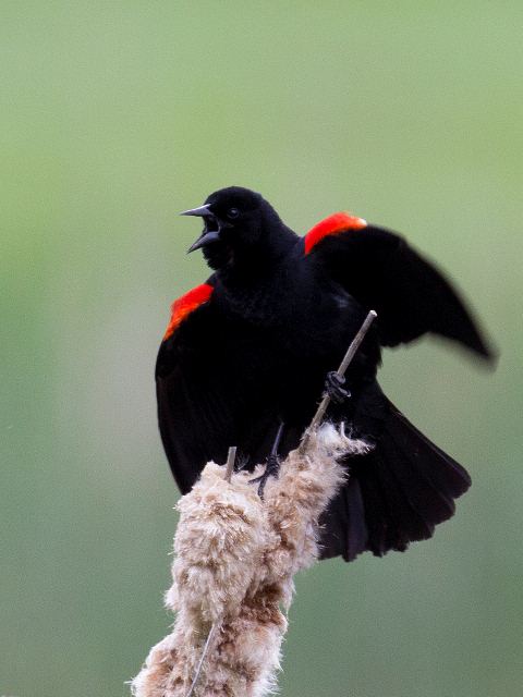 Red-winged Blackbird, Valle Crucis Community Park